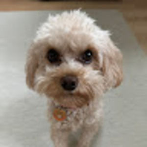 Meet your Posher, Arden